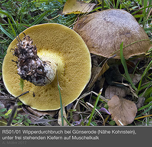 Suillus1