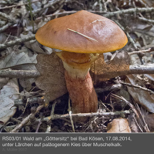 Suillus3