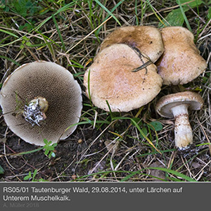 Suillus5