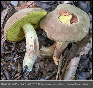 Xerocomus1
