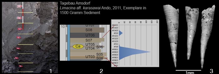 Tertiaer_Biostratigraphie