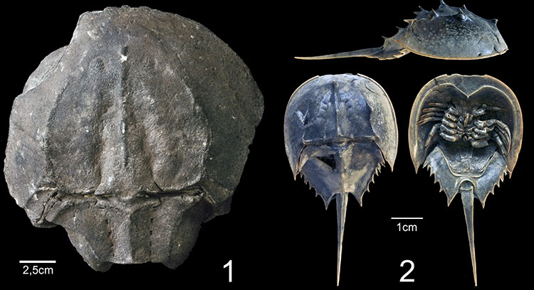 Limulus