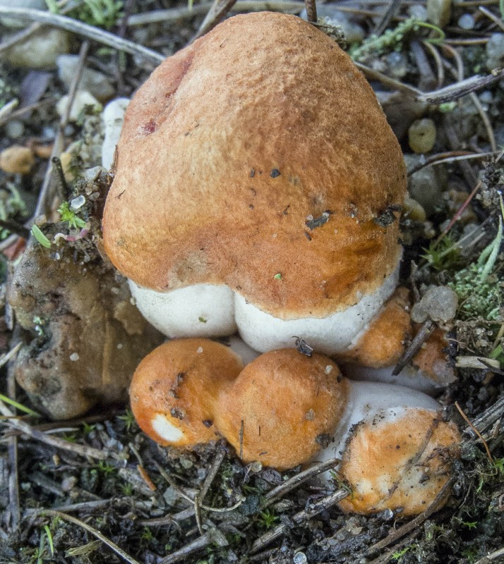 Rotkappe