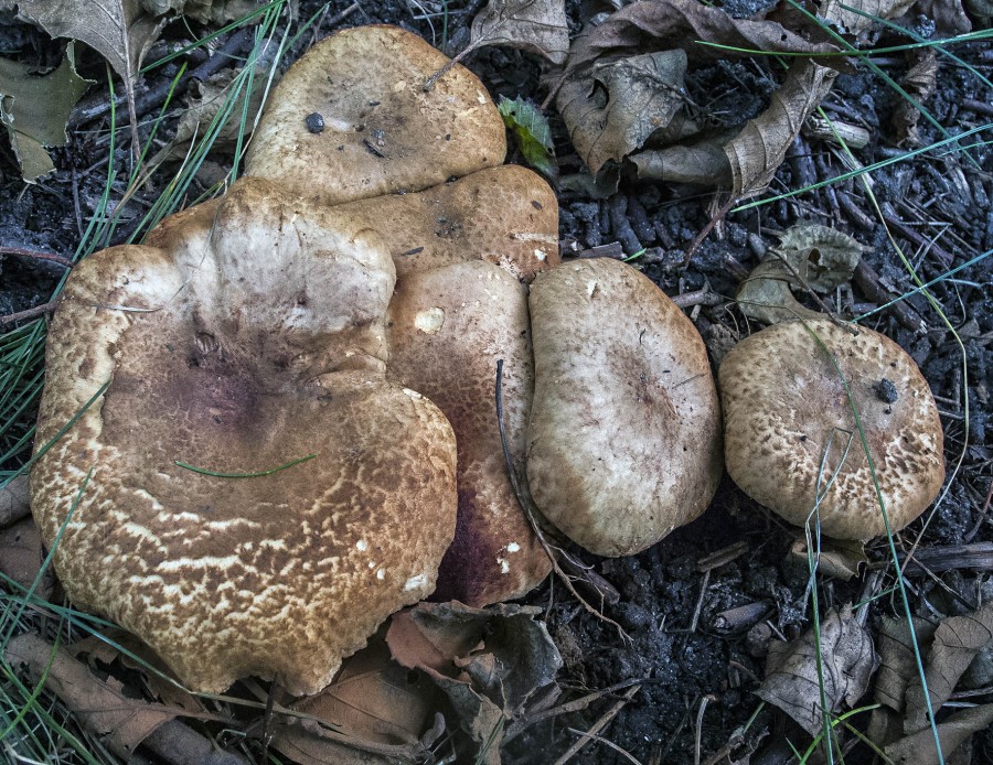 paxillus
