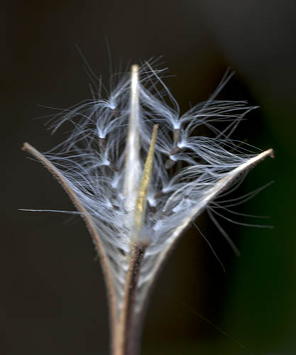 epilobium2