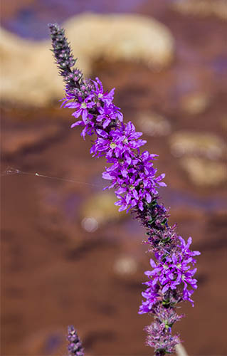 Lythrum