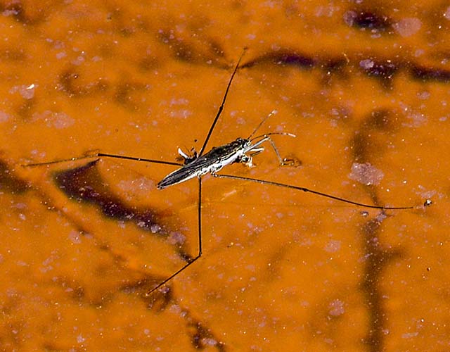 Wasserläufer