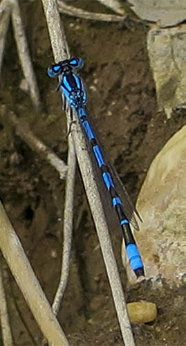 Kleinlibele 1