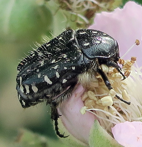 Oxythyrea