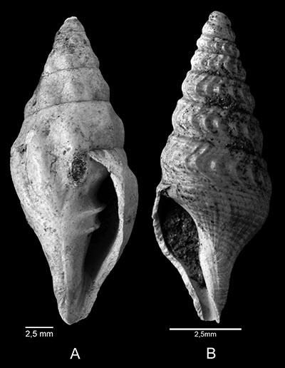 gastropoda_gehäuse_dextral_sinistral