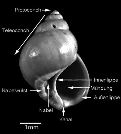 Gastropoda Gehäusemerkmale