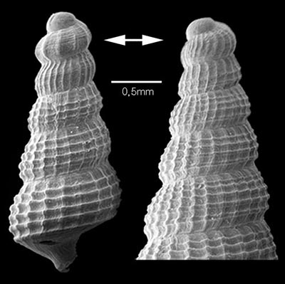 Gastropoda Protoconche