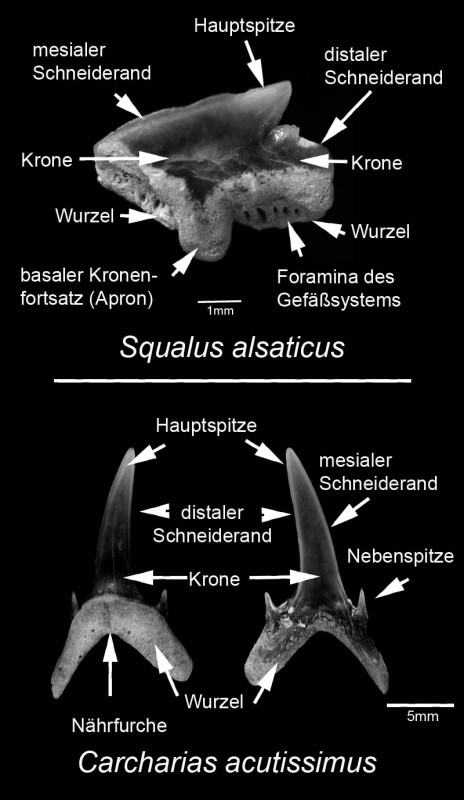 Haizähne Morphologie