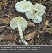 hygrophorus1_1