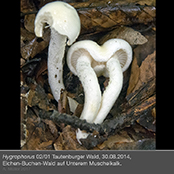 hygrophorus2_1