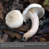 hygrophorus3_1