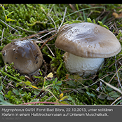 hygrophorus4_1