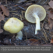 hygrophorus6_1