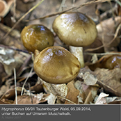 hygrophorus5_1