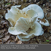 hygrophorus7_2