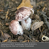 hygrophorus8_1