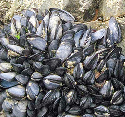 Miesmuscheln