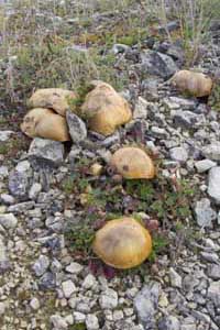 Ringlose Butterpilze Ringlose Butterpilze