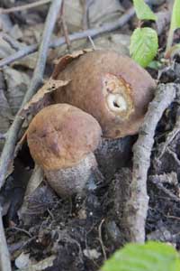Hainbuchen-Raufuß Hainbuchen-Raufuß