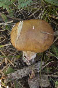 Körnchenröhrling Körnchenröhrling