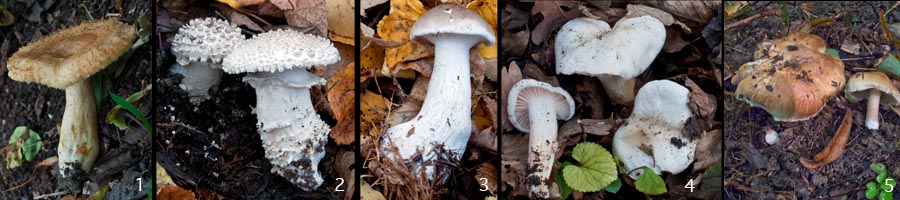 Waldpilze