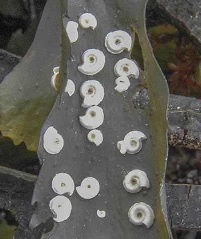 Spirorbis