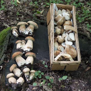 Pilzfunde Pilze
