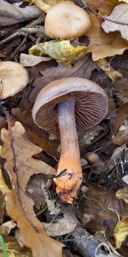 Feuerfüßiger Gürtelfuß Pilz